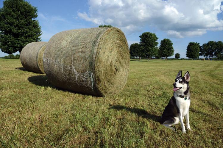Thor, a 2020 Early Times 'All-American Dog'