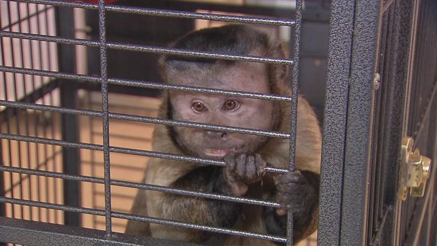 Southern Indiana zoo owner accused of animal abuse gives WDRB News a rare behind-the-scenes tour