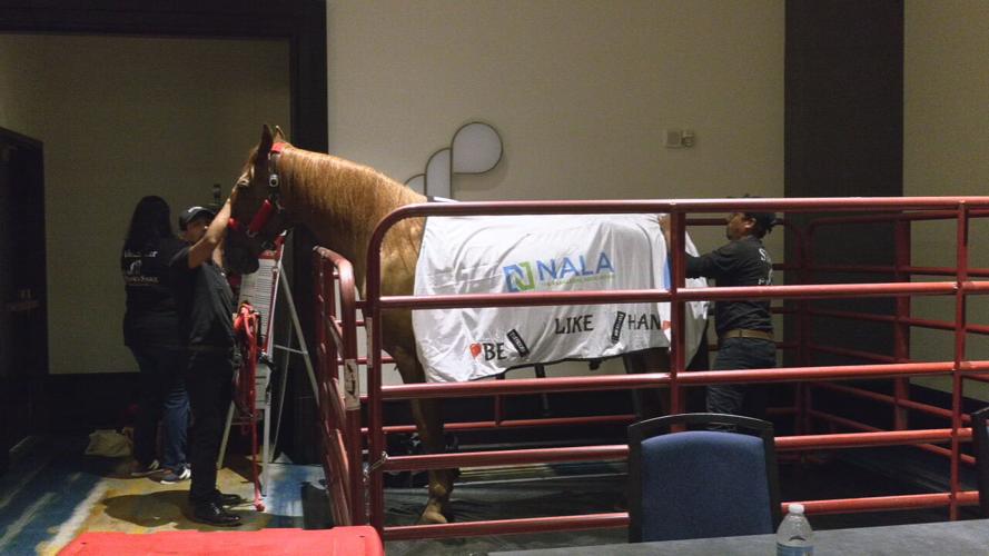Hank the Horse in downtown Louisville, Kentucky