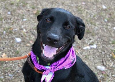 Black dog with bandanna
