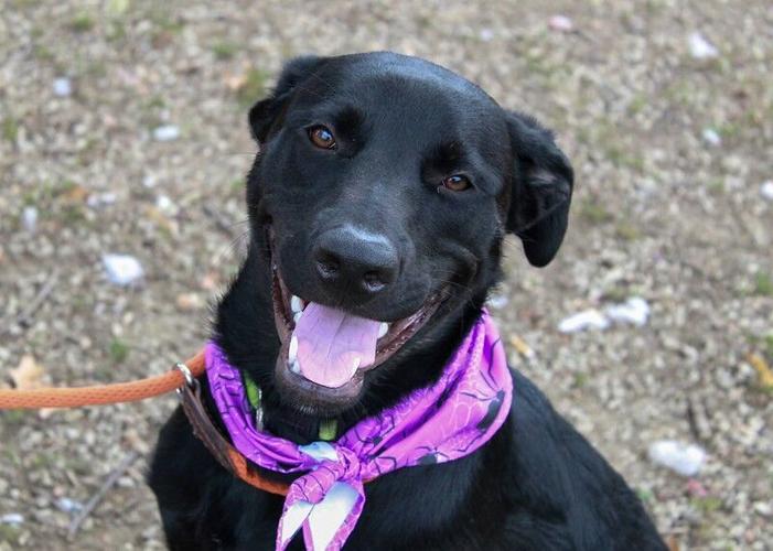 Black dog with bandanna