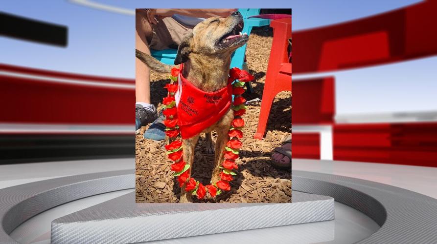 PB&J Dog Park Run for the Roses Winner 5-1-21.png