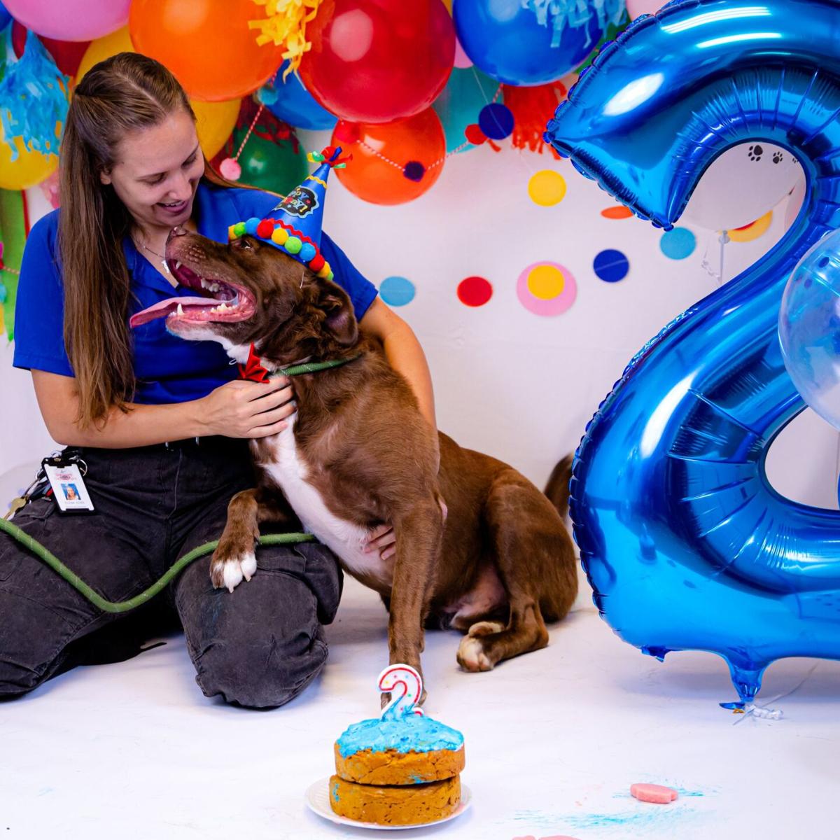 Animal shelter throws rescue dog an epic birthday party complete with
