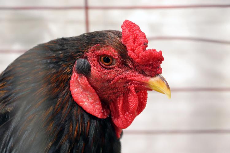 Chickens at the 2022 Kentucky State Fair