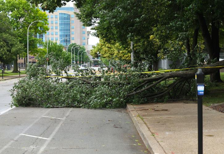 Fallen tree on 7th Street in downtown