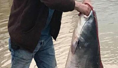 Bullitt County constable catches 50-pound catfish in front yard