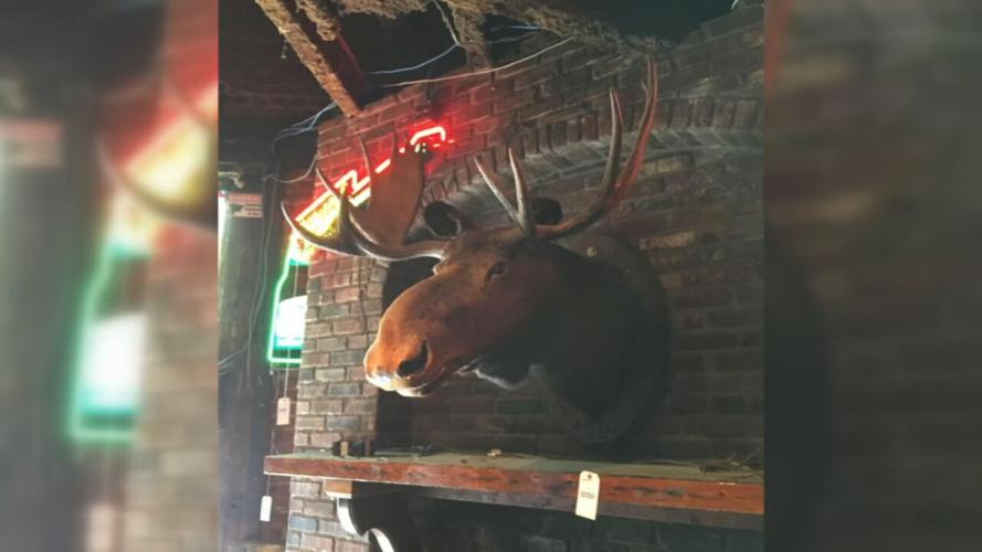 Phoenix Hill Tavern moose head now at Frazier Museum