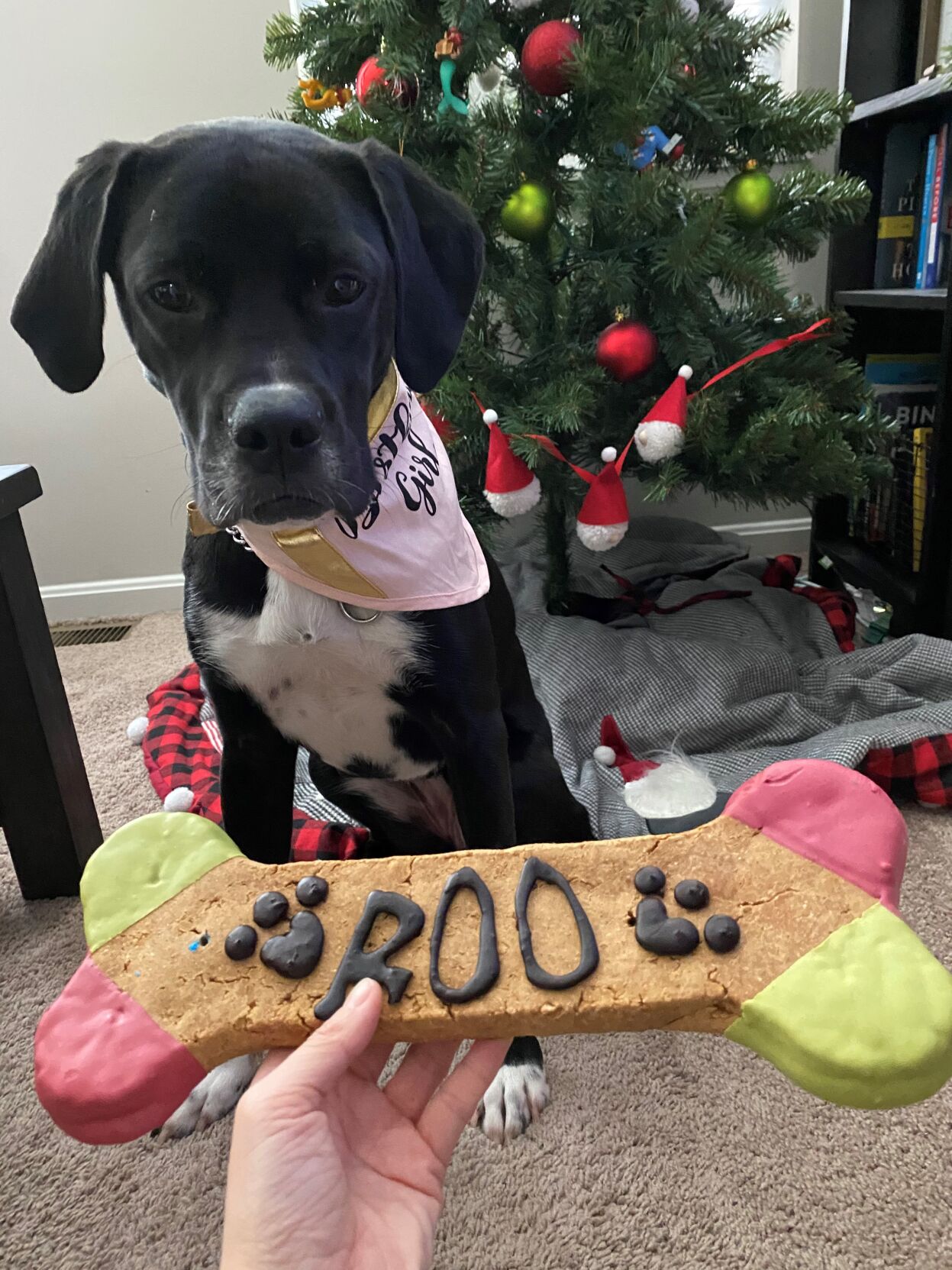 Roo-U of L Trauma Dog 2.jpg