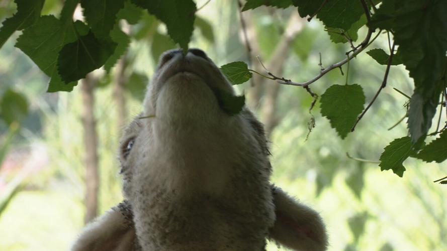 Lamb Mowers of Kentucky