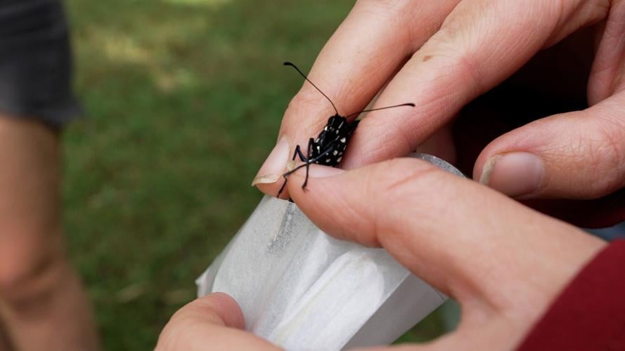 Monarch Butterflies at the Louisville Nature Center