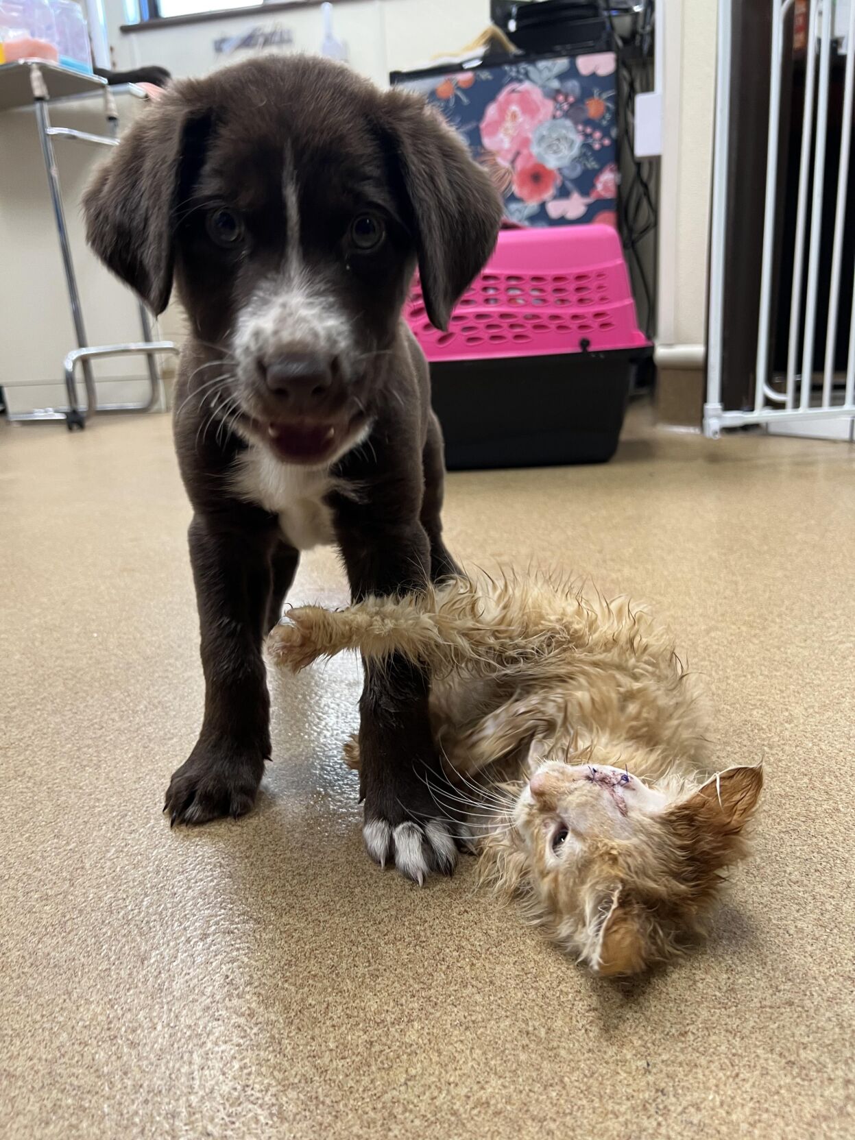 Quill and Fritter 5.jpg