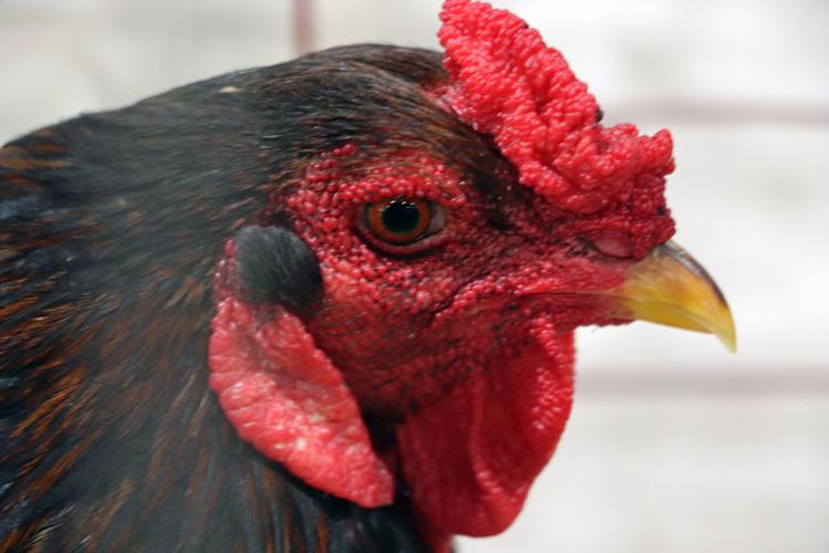 Chickens at the 2022 Kentucky State Fair