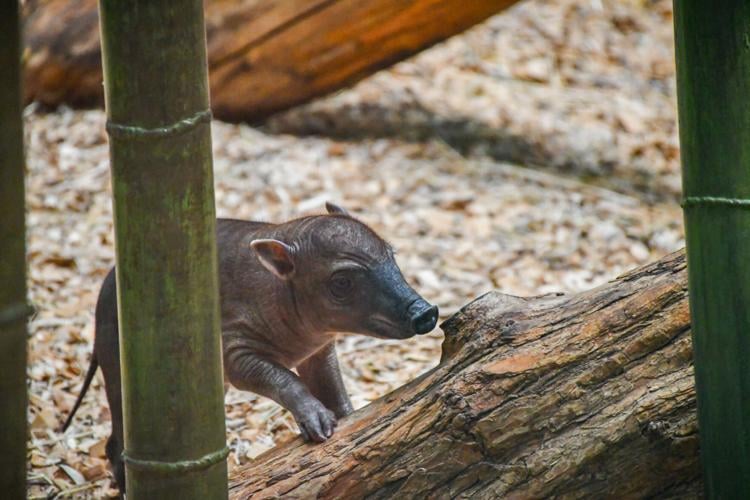 The Louisville Zoo's babirusa piglet, born April 29, 2023