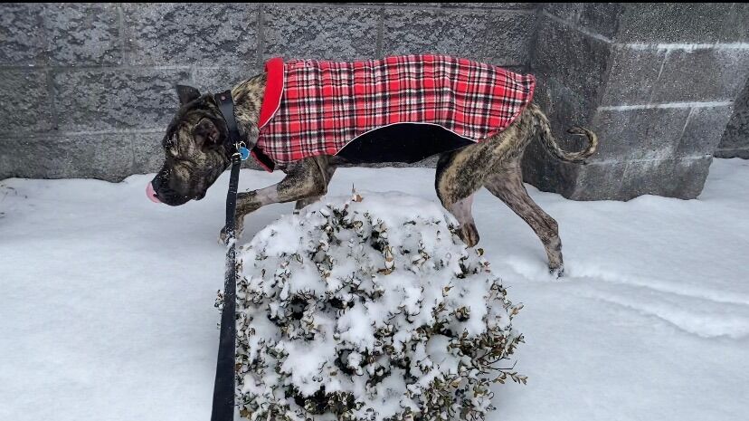 KHS - ETHAN OVERNIGHT WITH SNOW - 2-17-2021 3.jpg