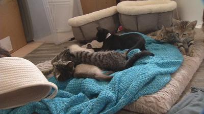 Purrfect Day Cafe To Open For Cat Lovers Aug 8 On Bardstown Road