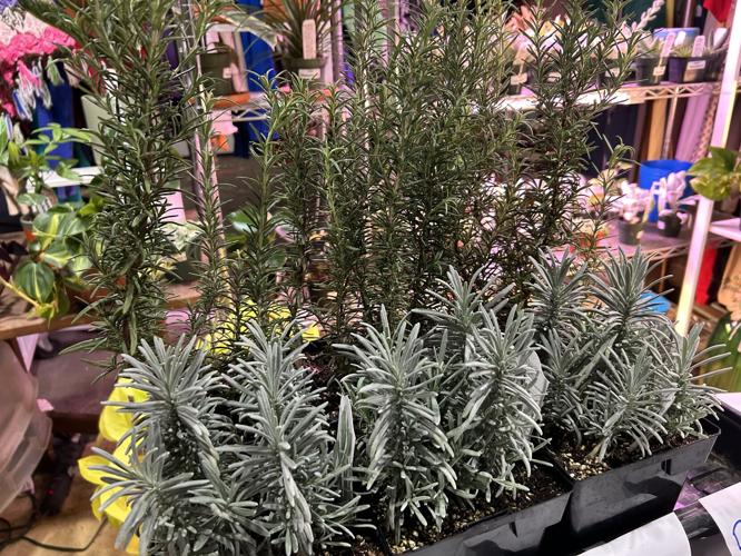 Paristown Garden Show