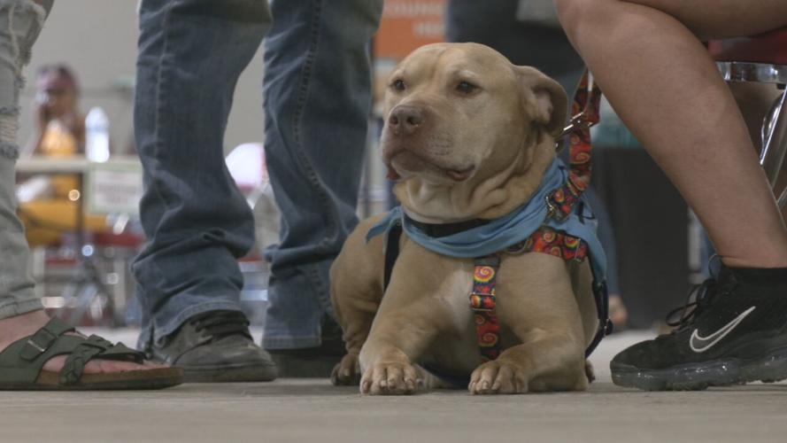 LOU ADOPTS HUMANE SOCIETY