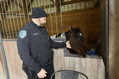 Kenton Co horses rescued - Kenton County Animal Services.jpg