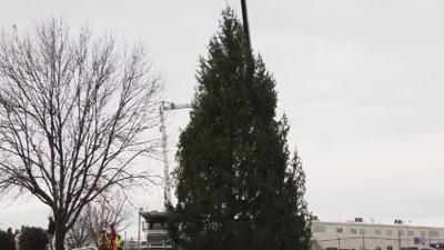 Christmas Tree at Jefferson Square Park