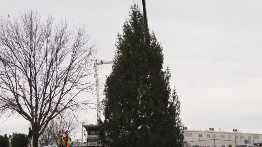 Christmas Tree at Jefferson Square Park