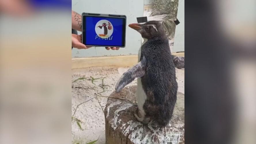 Rehabing Penguin.jpeg