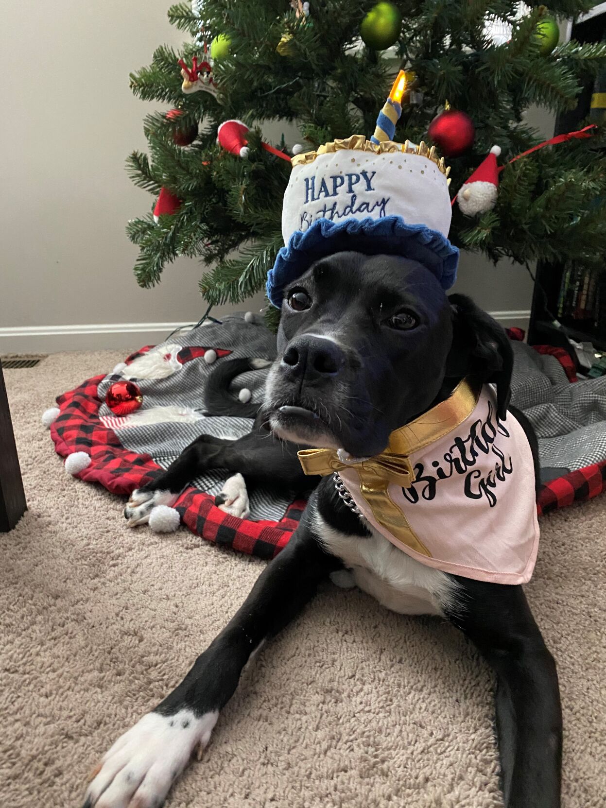 Roo-U of L Trauma Dog 1.jpg