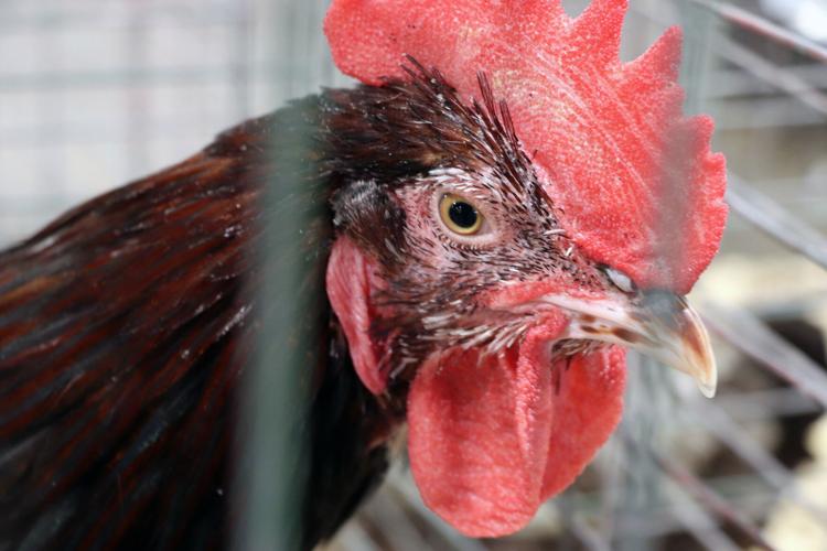 Chickens at the 2022 Kentucky State Fair