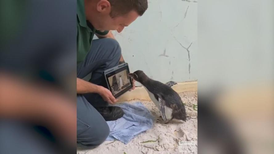Rehabbing Peguin.jpeg