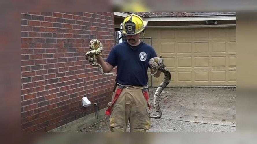 TX FIREFIGHTERS RESCUE 100 SNAKES 1.jpg