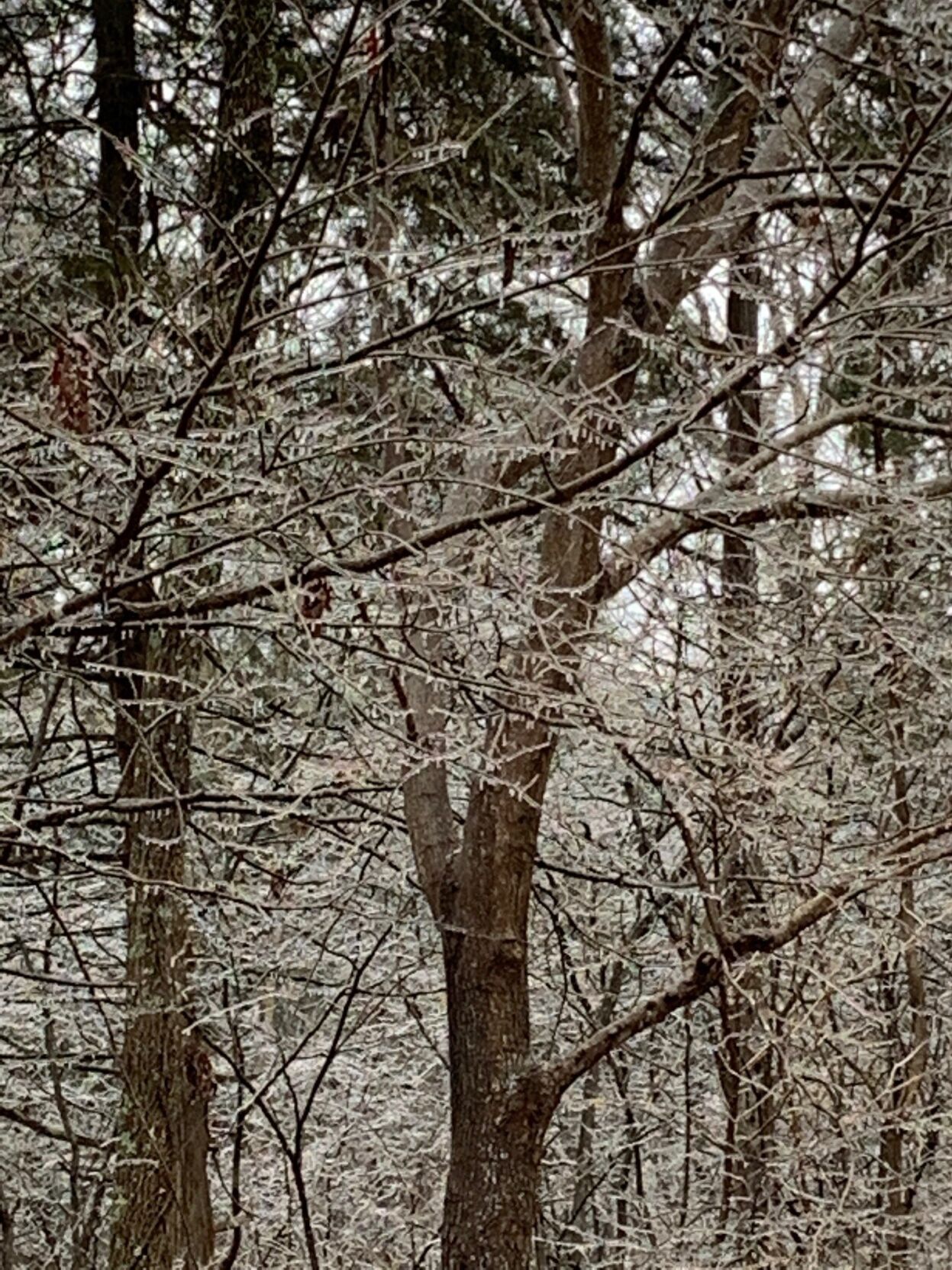 Ice on trees in Depauw Indiana