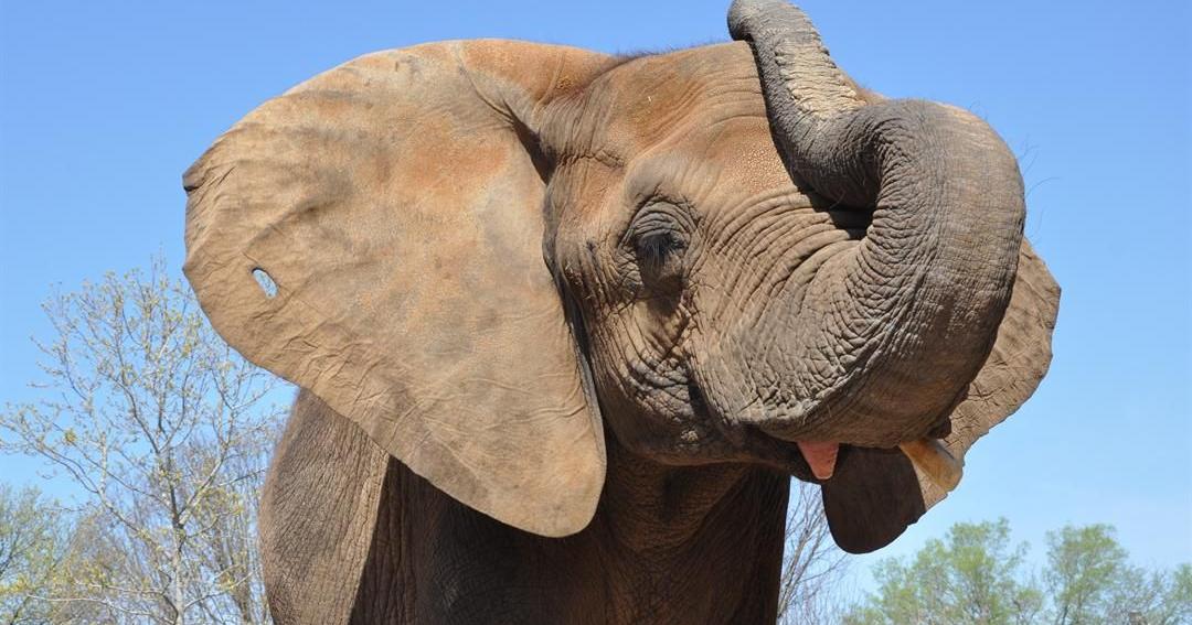 Mikki the elephant gives birth to male calf at Louisville Zoo