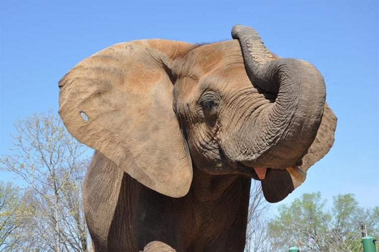 Louisville Zoo's Mikki the elephant is having a baby!
