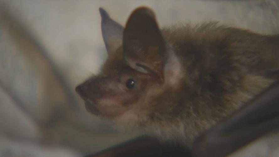 Bats (generic)