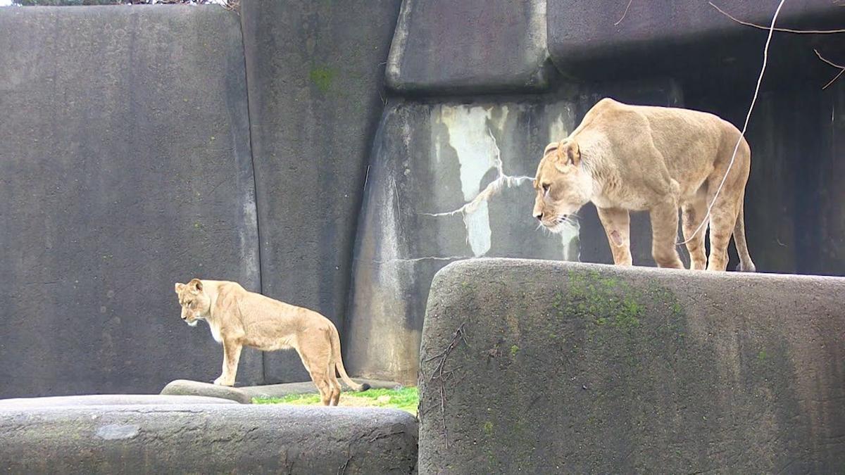 Big Cats Louisville Zoo Welcomes New Tigress Two Lionesses