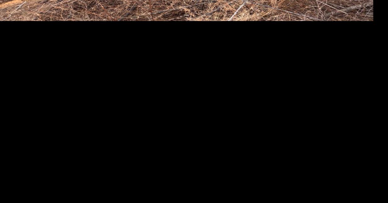 Southern Indiana horse pulled from muddy sinkhole in Harrison County