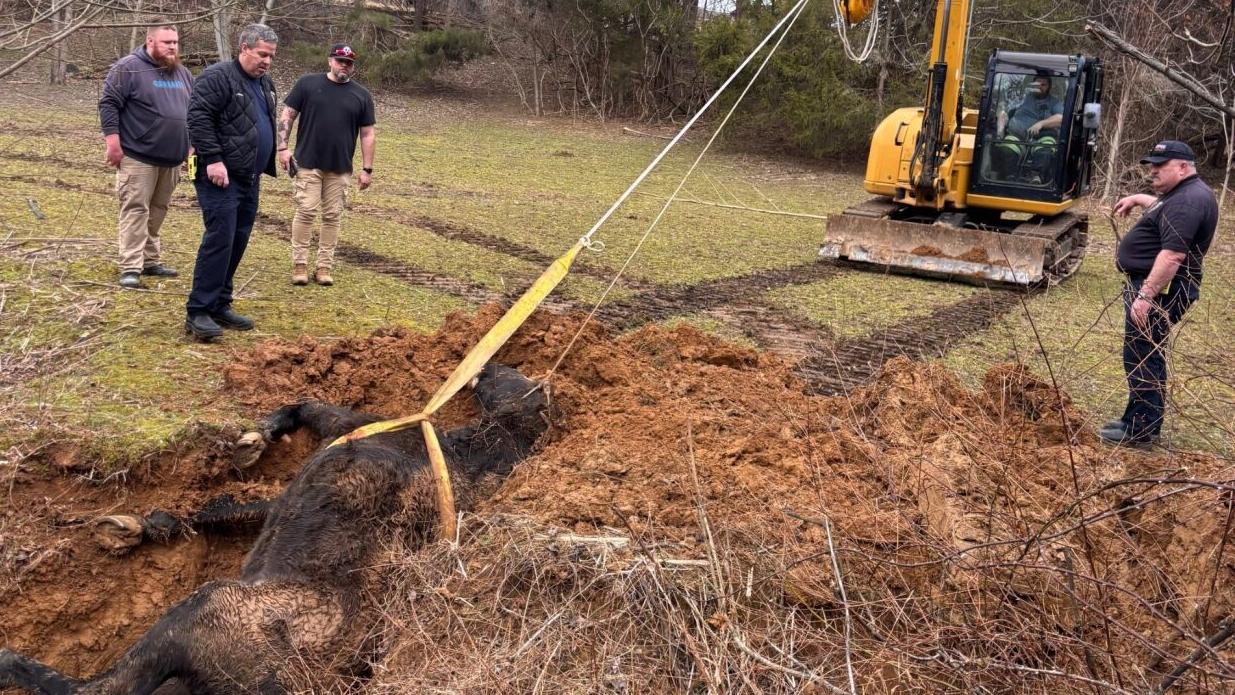 Pete the Horse in a sinkhole - 2.19.26