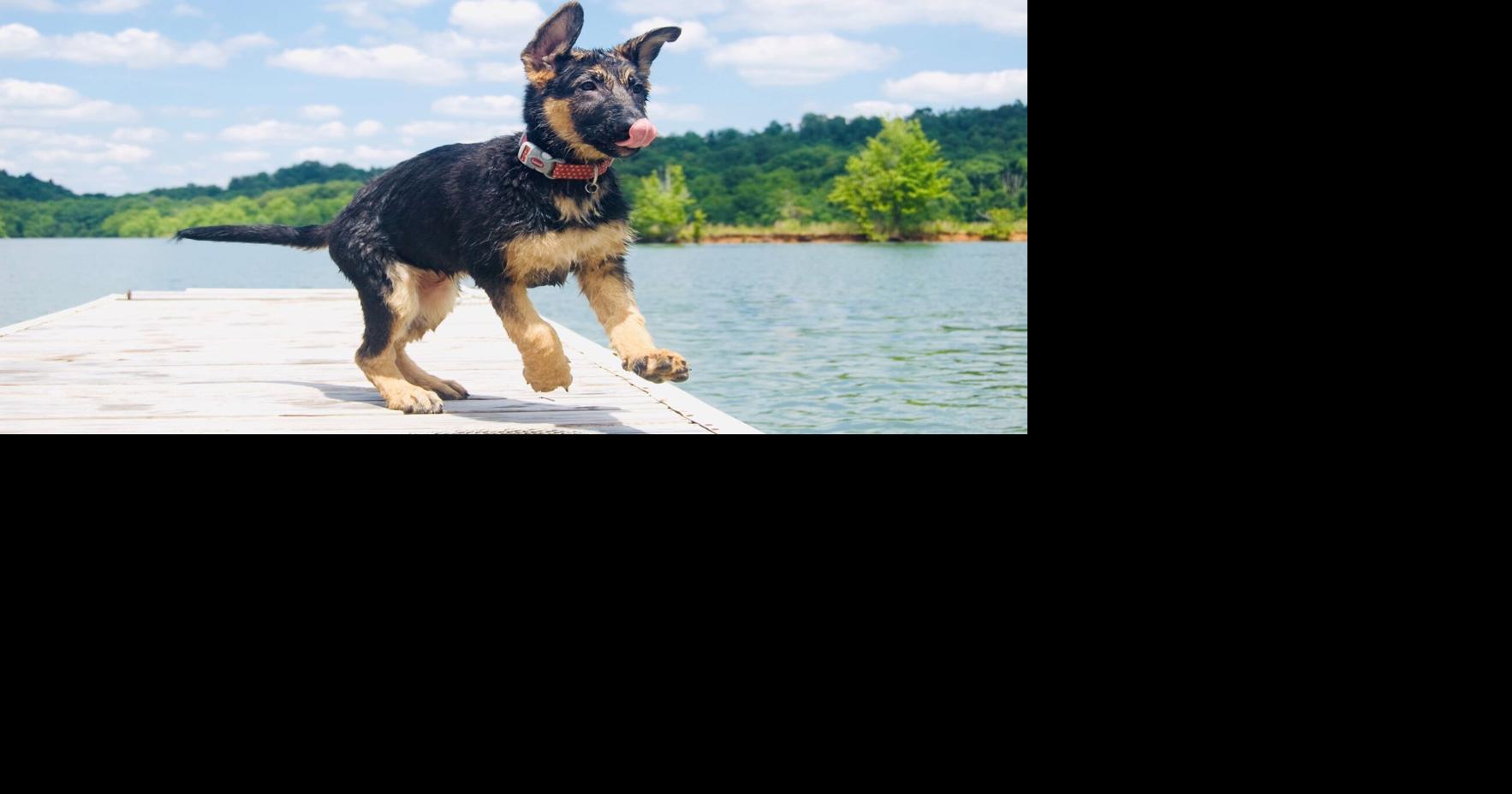 submissions-now-open-for-kentucky-humane-society-calendar-contest
