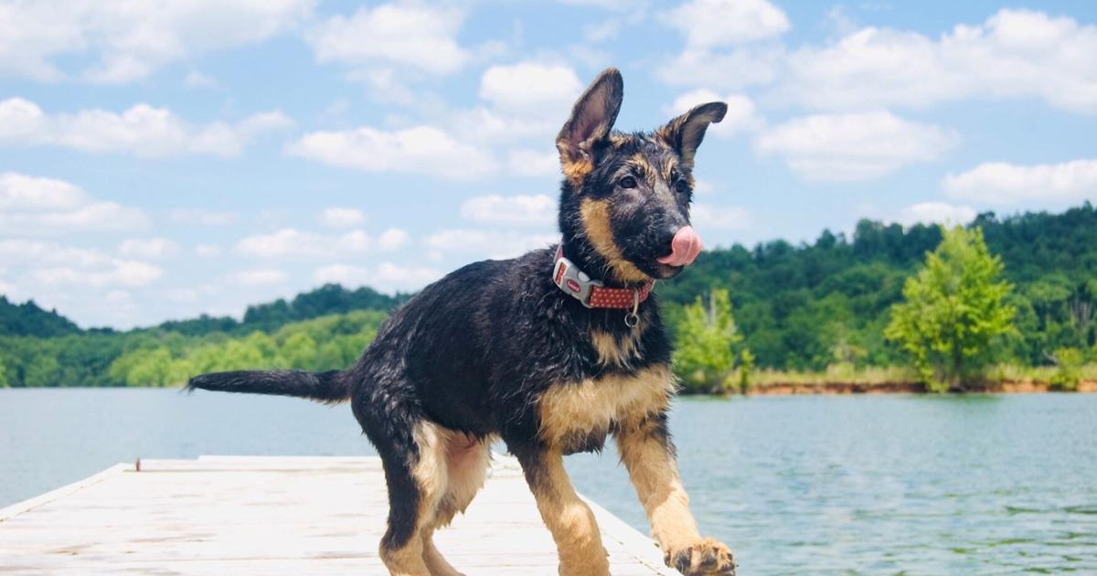 Submissions Now Open For Kentucky Humane Society Calendar Contest submissions-now-open-for-kentucky-humane-society-calendar-contest