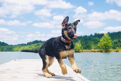 Heidi humane society