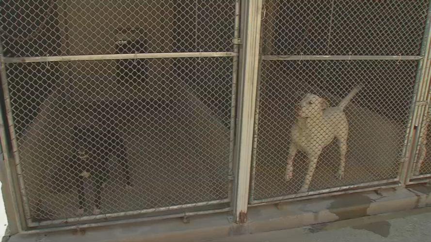 LMAS - PETS - 9-15-2020  (2).jpeg