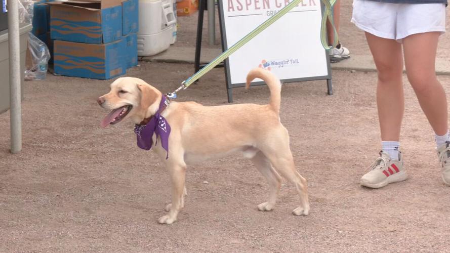 WAGGIN TAIL ON WATERFRONT