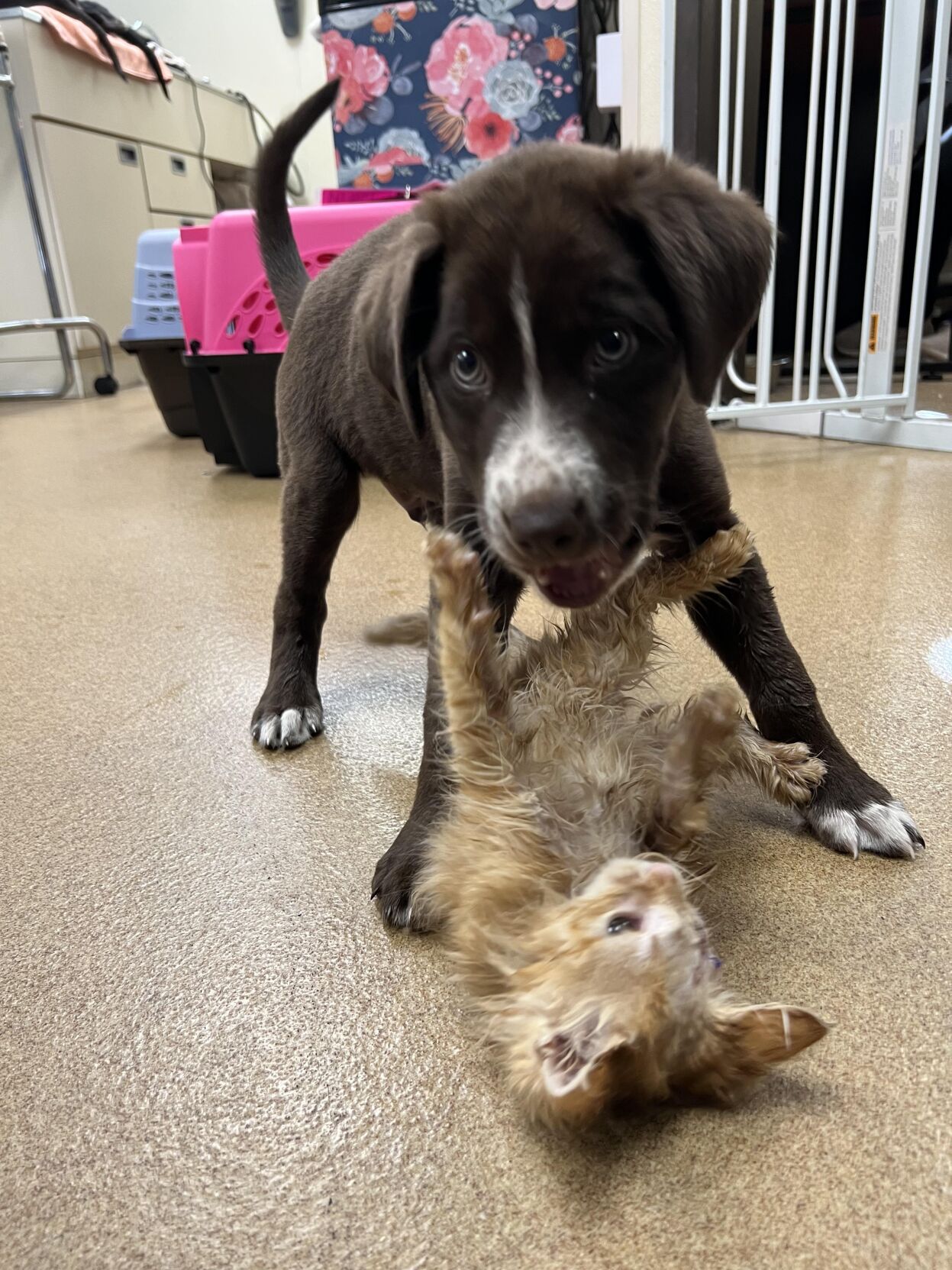 Quill and Fritter 3.jpg