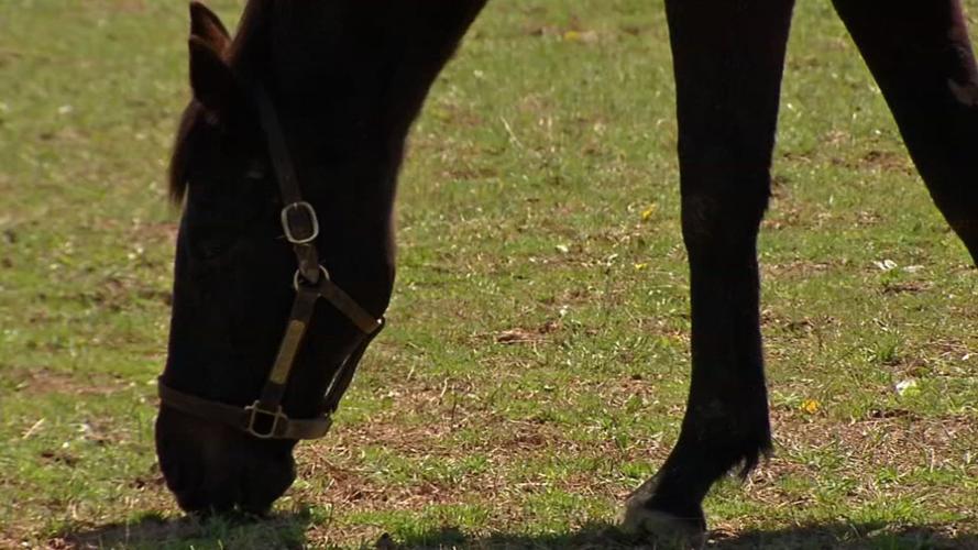 Old Friends Farm (thoroughbred retirement farm)