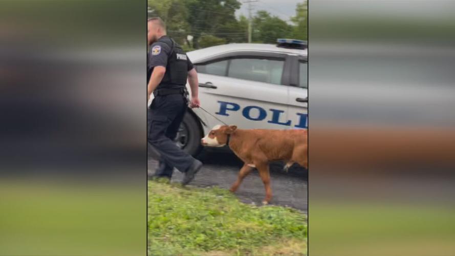 LMPD saves cow.jpeg