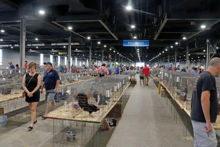 Chickens at the 2022 Kentucky State Fair