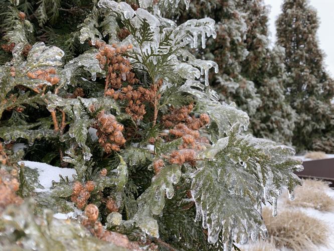 ICE Waterfront Park evergreen.jpg