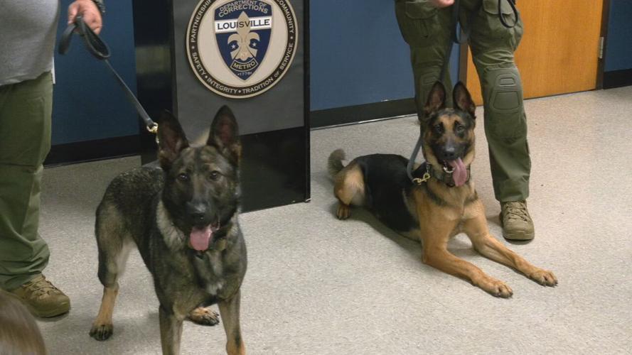 K9s Max and Mia at Louisville Metro Corrections