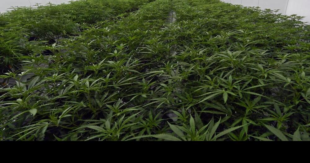 Medical marijuana plants in New York