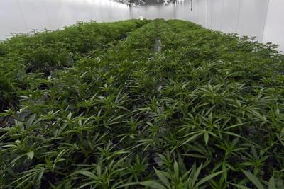 Medical marijuana plants in New York