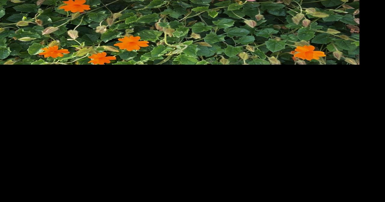 Pretzel manufacturer announces 137 million investment, bringing 350